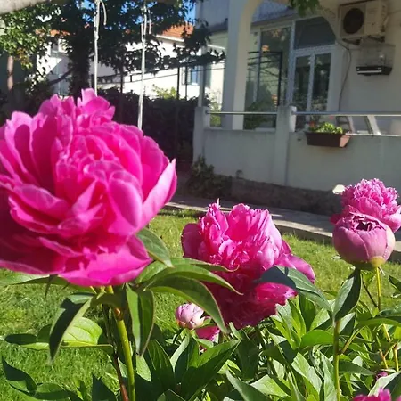 David * مورتير